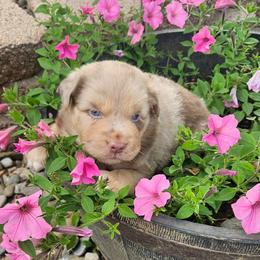 Milo - Red merle male Miniature Australian Shepherd puppy in Fredericksburg, Ohio from Miller's Aussie,Bernedoodle Pups!