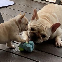 Australian Shepherds and French Bulldogs from Phyllis Six Pierce