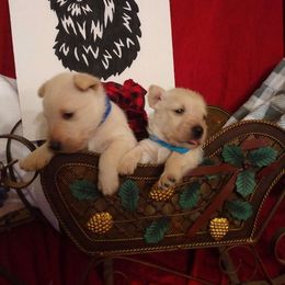 Scottish Terrier Puppies from Moore's We Little Farm Scotties