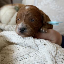 Light blue - Red  male Goldendoodle puppy in Meridian, Idaho from Goldendoodle of Idaho