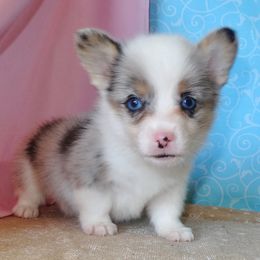 Australian Cattle Dog and Pembroke Welsh Corgi Puppies from Heelers in Texas