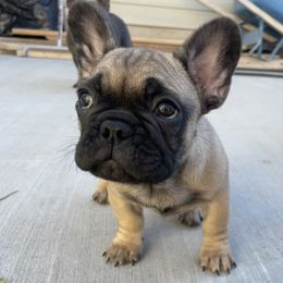 French Bulldog Puppies from Blue Lotus Frenchies