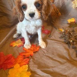 Toto - Blenheim male Cavalier King Charles Spaniel puppy in Conway, Missouri from Jordan  Harrison