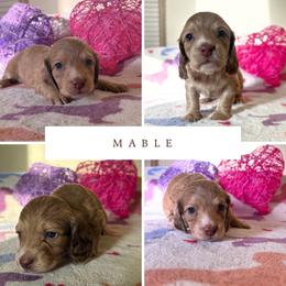 Winter - Cream female Dachshund puppy in Saint Paul, Minnesota from Vibrant Eyes Doxies