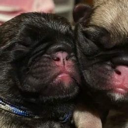 Pugs from Glamour pugs