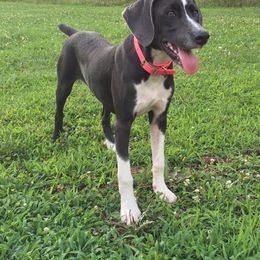 Mountain Cur Puppies from Walnut Ridge Mountain Curs