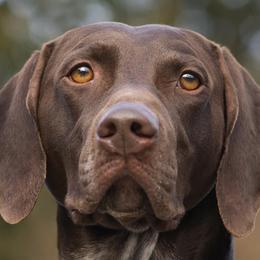 German Shorthaired Pointers from Windward German Shorthaired Pointers
