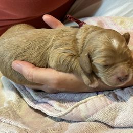 Cavalier King Charles Spaniel and Cavapoo Puppies from Boyd Cavapoo & Cavalier Puppies