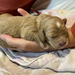 Cavalier King Charles Spaniel and Cavapoo Puppies from Boyd Cavapoo & Cavalier Puppies