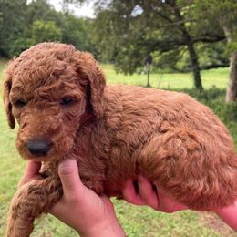 Goldendoodle Puppies from Poppy Doodle Farms