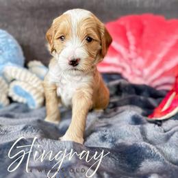Stingray - Apricot male Goldendoodle puppy in Garden Grove, California from Sunkissed Doodles