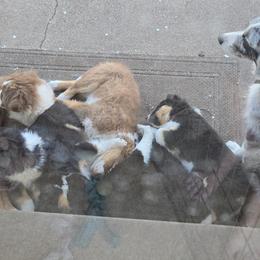 Australian Shepherd and Miniature Australian Shepherd Puppies from Cara Harker