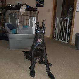 Great Dane All Grown Up from TLC Danes