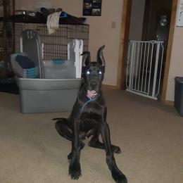 Great Dane All Grown Up from TLC Danes