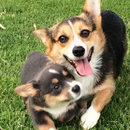 American Corgis and Pembroke Welsh Corgis from Morse Corgis