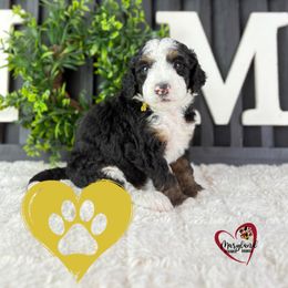 Goldendoodle Puppies from Maryland Designer Doodles