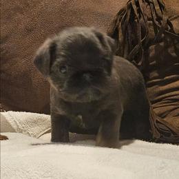 Blue tan - Blue male Brussels Griffon puppy in Huntsville, Alabama from Tammy's Brussels