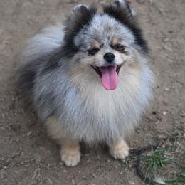 Valentino - Blue merle male Pomeranian puppy in Fultonville, New York from Sandy Aussies & Pomeranians