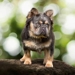 Mister - Tricolors male French Bulldog puppy in Harmony, North Carolina from Schuster Haus
