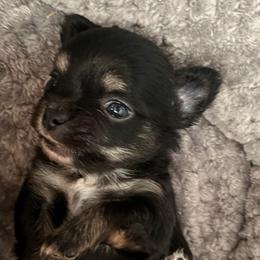 Arrow - Chocolate blue male Chihuahua puppy in Tecumseh, Oklahoma from Callie’s Happy Chihuahuas, Callie’s Happy Treasures LLC