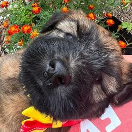 Soft Coated Wheaten Terrier Puppies from Wagging Wheatens