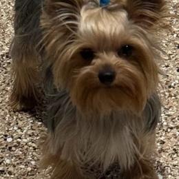 Rex - Yorkshire Terrier