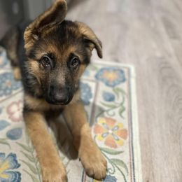 German Shepherd Puppies from Ewig Krieger Kennels