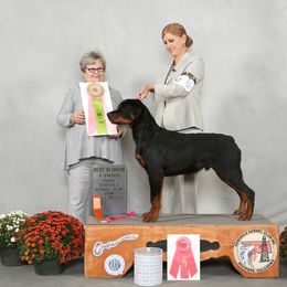 Rottweilers from Von Edlenhaus Rottweilers