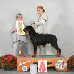 Rottweilers from Von Edlenhaus Rottweilers