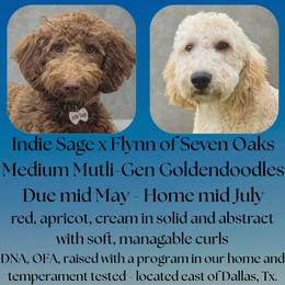 Goldendoodle puppies from 07 Seven Oaks Goldens and Doodles