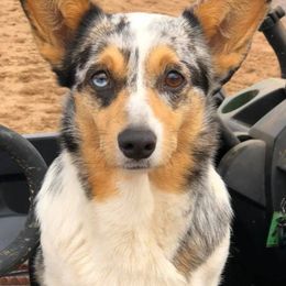 American Corgis and Pembroke Welsh Corgis from Rafter T Corgis