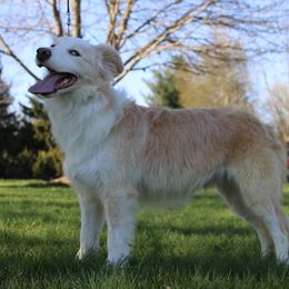 Leyna - Border Collie