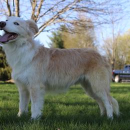 Leyna - Border Collie