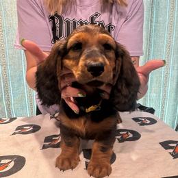 Reign - Red female Dachshund puppy in Bluff City, Tennessee from Sidanelv Dachshunds