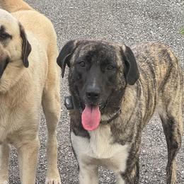 Anatolian Shepherd Dogs from Sandy Pines Homestead
