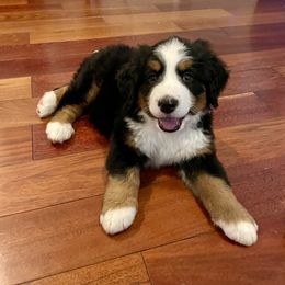 Bernese Mountain Dog Puppies from Blair Berners