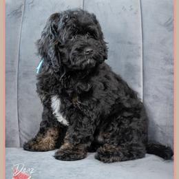 Holbrook - Black male Cockapoo puppy in Connersville, Indiana from Deaz Doodle Ranch