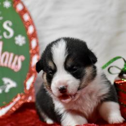 Frost - Black and tan male Pembroke Welsh Corgi puppy in Gober, Texas from Trigger Time Kennels