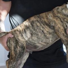 Perro de Presa Canarios from Joshua's Perro de Presa Canario