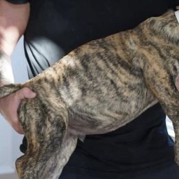 Perro de Presa Canarios from Joshua's Perro de Presa Canario