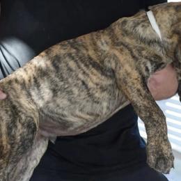 Perro de Presa Canarios from Joshua's Perro de Presa Canario