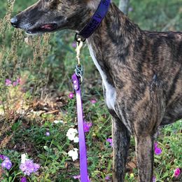 Dogo Argentinos and Greyhounds from Wayward’s Dogos and Spellbound Greyhounds