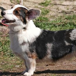 Lara - Blue merle and white female Cardigan Welsh Corgi puppy in Huntington Beach, California from Victory Crown