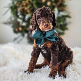 Brooks - Phantom male Poodle puppy in Gaylord, Michigan from Dog Mom Co.