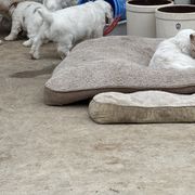 Clumber Spaniels from Ruxland Clumber Spaniels