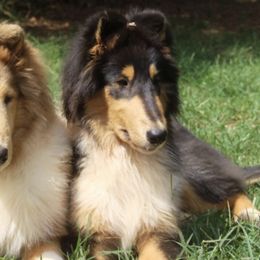 Collies from Bainwood Collies