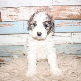 Goldendoodle Puppies from Two Ps in a Pod