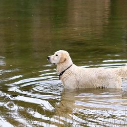 Golden Retriever All Grown Up from Peyton Goldens