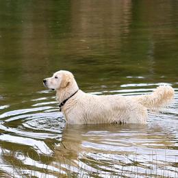 Golden Retriever All Grown Up from Peyton Goldens