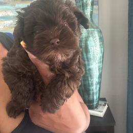Female 3 - Liver female Miniature Schnauzer puppy in Pearland, Texas from K & S Schnauzers